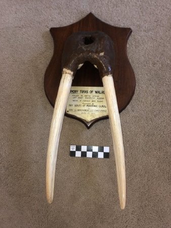 Mount, Specimen